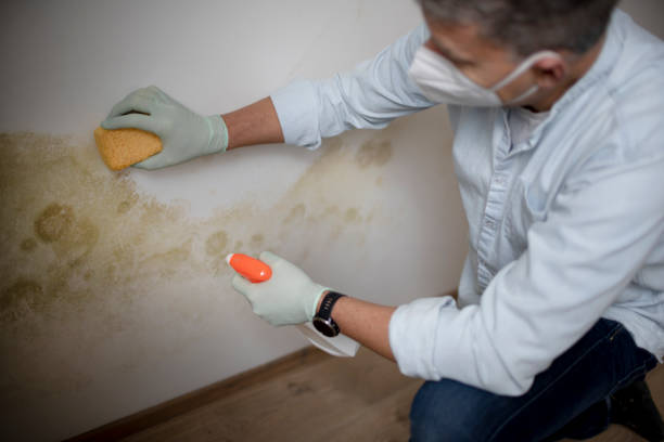 Best Attic Mold Removal  in Pahokee, FL